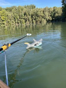 Das Foto zeigt ein Schwimmtier im Schäferweiher. Es ist ein Hai.